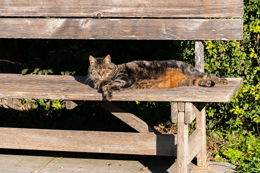 Schaan, Liechtenstein, October 14, 2021 Lovely cat is taking a sunbath on a bench
