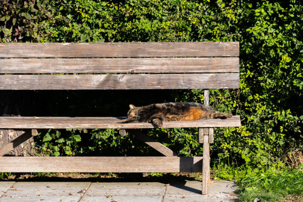 istock Cat on a bench is relaxing in the sun 1351085555