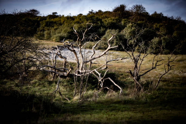 dead tree in a meadow, dunes in the background