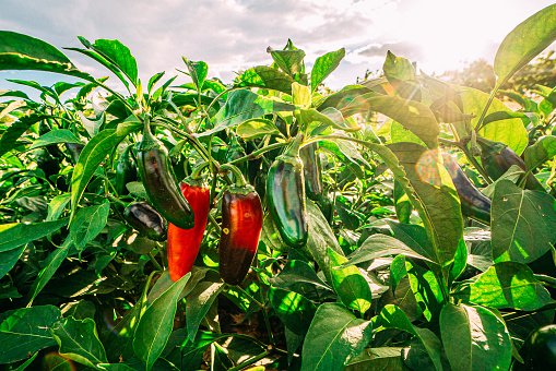 Warm Sun Flare Shot of Ready to Pick Peppers From a Community Vegetable Garden at a Local Farm in Colorado