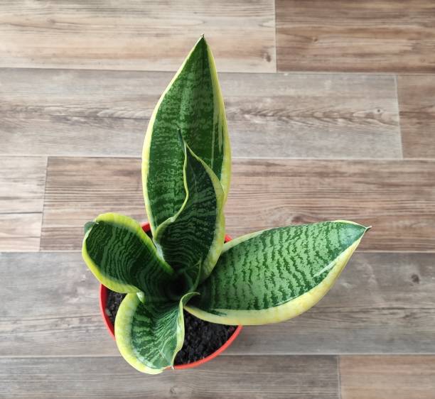istock beautiful indoor flower sansevieria in a pot 1351086527