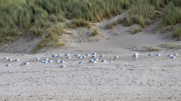 istock resting seagulls at the ocean beach, grass on dune 1351086561