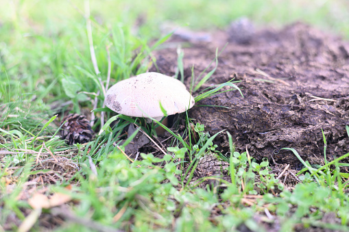 Closeup shot of a field mushroom peeping up through grass.