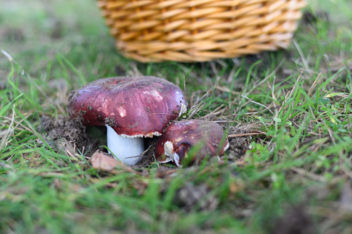 wild red mushroom growing in a green meadow in sunny weather