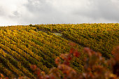 Vineyards with autumnal leaves, Vera, Tarazona, Spain