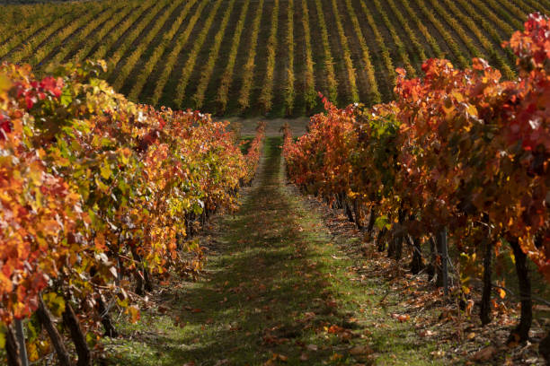 Vineyards with autumnal leaves, Vera, Tarazona, Spain Rows of vineyards, in autumnal colors, in the countryside of Tarazona, near the small town of Vera, Aragon, Spain Grape Plant stock pictures, royalty-free photos & images