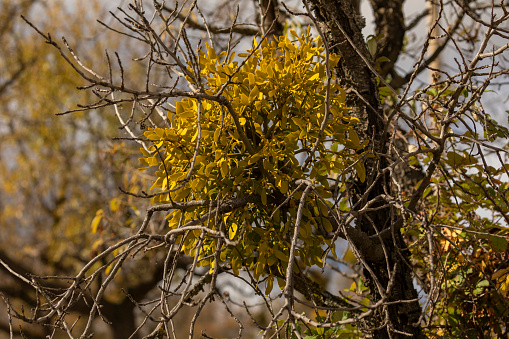Mistletoe, or Viscum album, of the family Santalaceae, growing on the branches of a tree, near the Moncayo natural park, Aragon, Spain