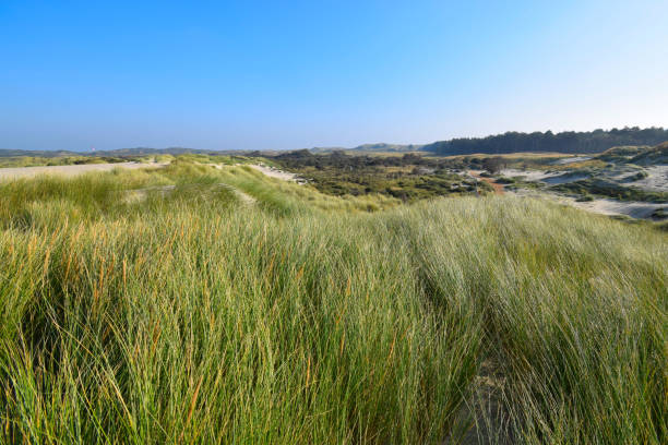 istock Panoramic view of dunes in Zeeland, the Netherlands 1351088608