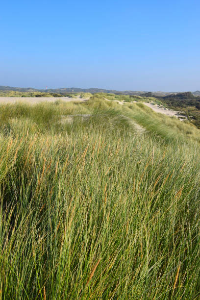 istock Grass and reed covered sand dune in Zeeland, the Netherlands 1351088673
