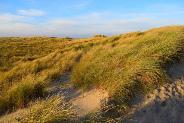 istock Sand dunes covered in reed 1351088869