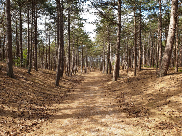istock Forest in sand dunes at the sea 1351089405