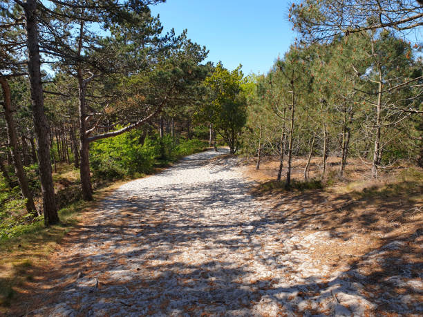 árboles en dunas de arena en schoorl, países bajos - schoorl fotografías e imágenes de stock