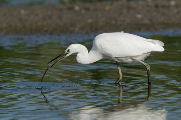 istock Little egret eating an invertebrate (Egretta garzetta) 1351089539