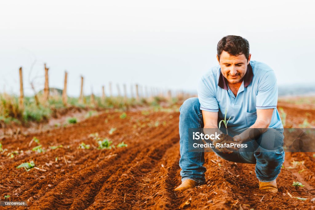 In this photo illustration the farmer holds a corn plant in the field. Agriculture is one of the main bases of the Brazilian economy In this photo illustration the farmer holds a corn plant in the field. Agriculture is one of the main bases of the Brazilian economy. Agriculture Stock Photo