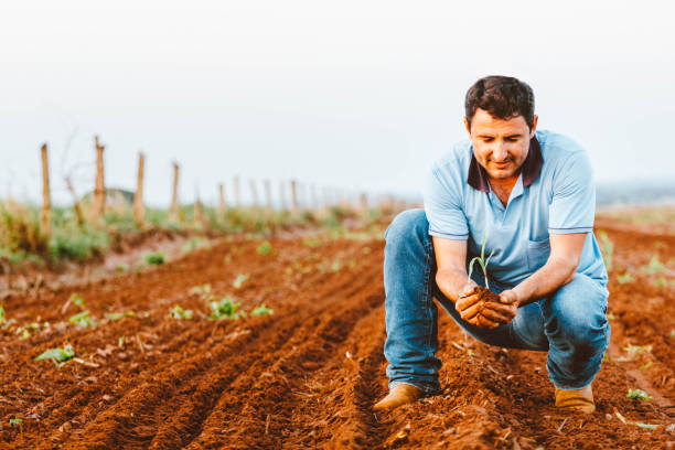 In this photo illustration the farmer holds a corn plant in the field. Agriculture is one of the main bases of the Brazilian economy In this photo illustration the farmer holds a corn plant in the field. Agriculture is one of the main bases of the Brazilian economy. agricultural activity stock pictures, royalty-free photos & images