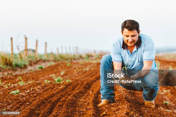 In This Photo Illustration The Farmer Holds A Corn Plant In The Field Agriculture Is One Of The Main Bases Of The Brazilian Economy Stock Photo - Download Image Now