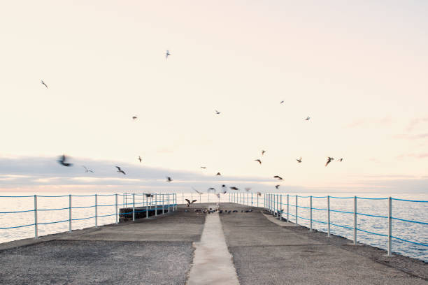 istock Doves fluttering near the water 1351092255