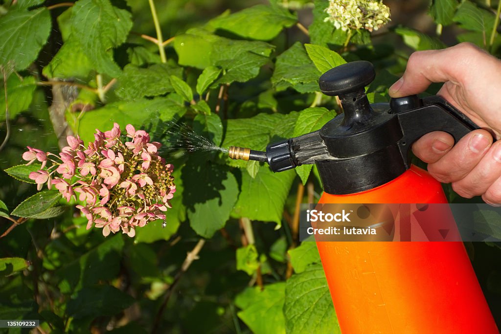 man's hand with a sprayer to fertilize Adult Stock Photo