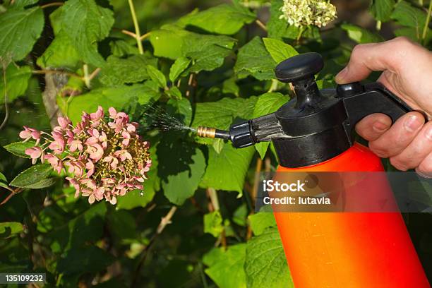 Mans Hand With A Sprayer To Fertilize Stock Photo - Download Image Now - Adult, Adults Only, Blue