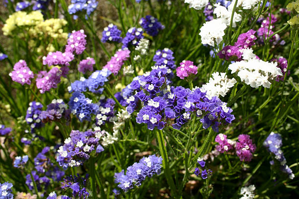 Colorful Statice Limonium sinuatum Flowers Growing stock photo