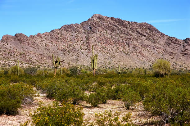 istock Sonora desert in central Arizona 1351093685