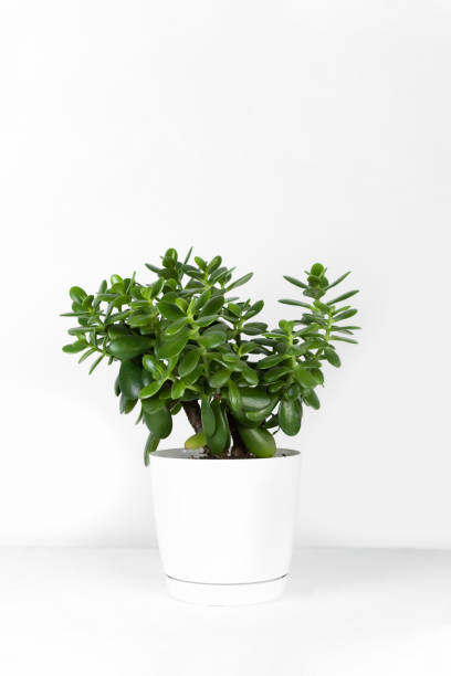 Beautiful Crassula ovata, Jade Plant,Money Plant, succulent plant in a modern flower pot on a white table. Beautiful Crassula ovata, Jade Plant,Money Plant, succulent plant in a modern flower pot on a white table on a light background. Home decor and gardening concept. Selective focus. jade plant stock pictures, royalty-free photos & images