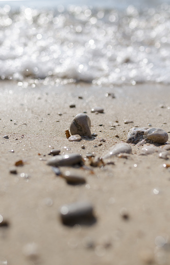 Closeup of small seashell and stones on wet sandy beach in summer day