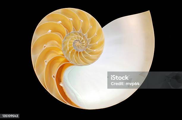 Nautilo - Fotografie stock e altre immagini di Ambientazione interna - Ambientazione interna, Bellezza naturale, Cerchio