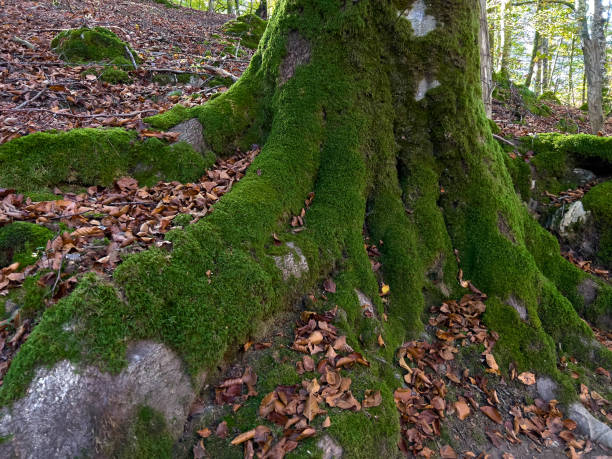 istock The autumn is coming in the Irati Forest 1351095436