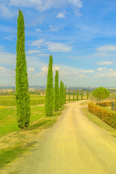 istock vineyards of winegrowing Tuscany 1351096963