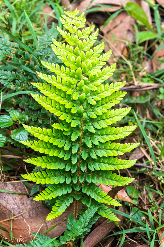 Fern plant in Australian rainforest.