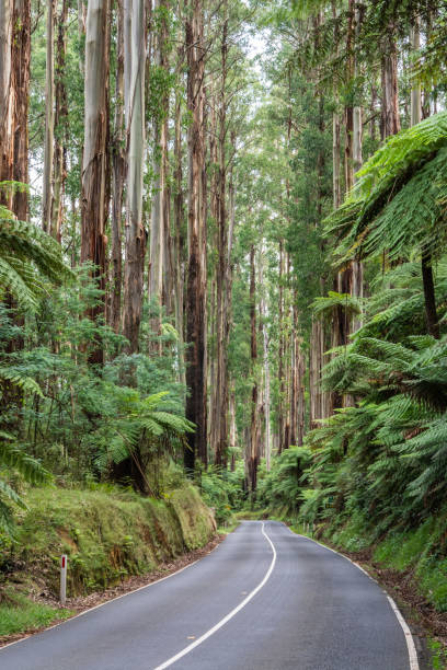 scenic maroondah highway among running through rainforest in victoria, australia. - eucalyptus tree tree australia tropical rainforest imagens e fotografias de stock