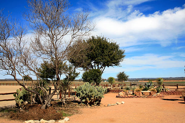 Cactus in  the Texas Hill Country.