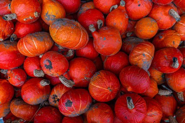 istock Full frame shot of bright red pumpkins 1351098765