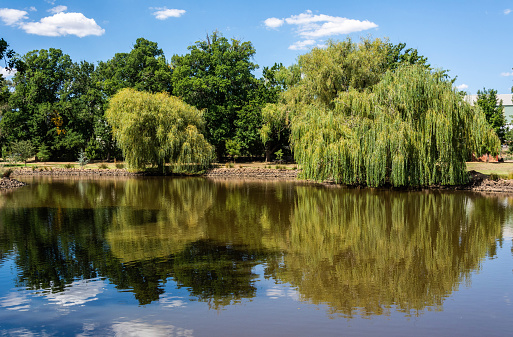 Lake Joanna in Castlemaine Botanical Gardens in Castlemaine, Victoria, Australia.