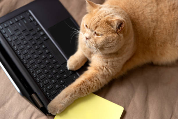 istock Scottish fold red cat lies on the sofa with laptop and notepad 1351098916