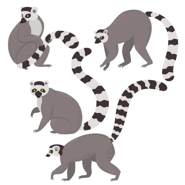 Set of ring tailed lemurs isolated on a white background. Vector graphics. Set of ring tailed lemurs isolated on a white background. Vector image. lemur catta stock illustrations