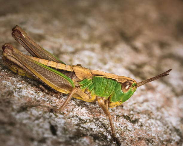 istock Macro capture of a grasshopper in wildlife 1351098922
