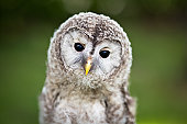 nahaufnahme-von-einem-baby-waldkauz.jpg?b=1&s=170x170&k=20&c=QfcUq69mSwpdpAjosu9b1s_FWtcVT680MGthHtgX8Co=
