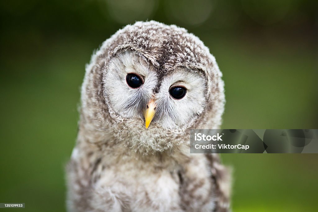 Close up of a baby Tawny Owl (Strix aluco) Owl Stock Photo