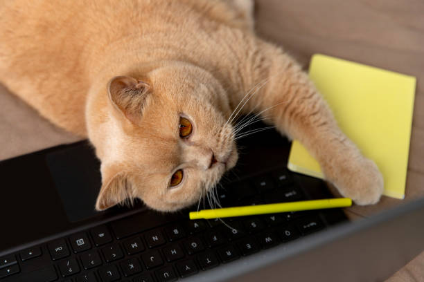 istock Scottish fold red cat lies on the sofa with laptop and notepad 1351100101