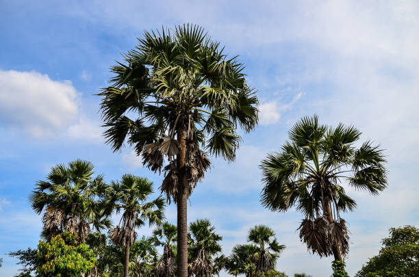 palmyra fruit palms also known as sugar palm - british indian ocean territory imagens e fotografias de stock