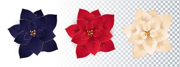 illustrazioni stock, clip art, cartoni animati e icone di tendenza di set di fiori di stella di natale. illustrazione vettoriale isolata. - poinsettia