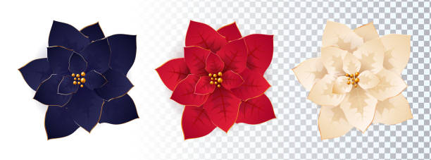 Set of poinsettia flowers. Isolated vector illustration. Set of poinsettia flowers. poinsettia stock illustrations