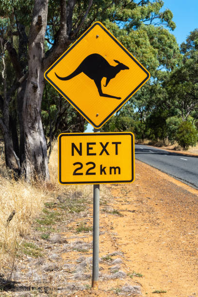 istock Kangaroo crossing sign in Australia 1351100835