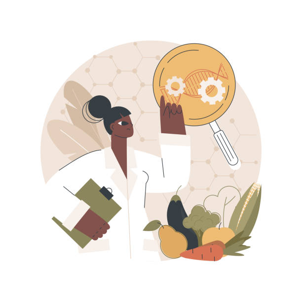 ilustrações, clipart, desenhos animados e ícones de alimentos geneticamente modificados ilustram o conceito vetorial. - plant food research biotechnology