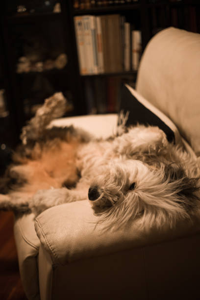istock old english sheerpdog sleeping on the sofa 1351101008