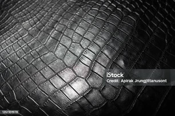 Black Crocodilealligator Belly Skin Stock Photo - Download Image Now - Alligator, Abstract, Pattern