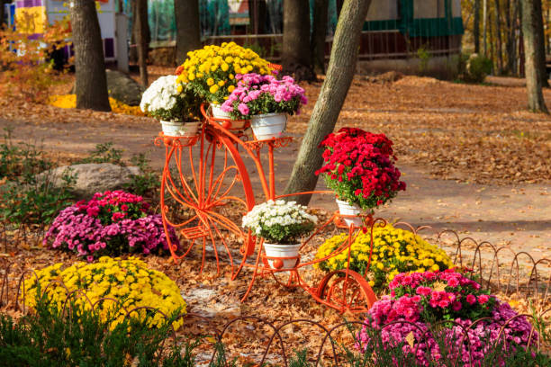 support décoratif en forme de vélo vintage avec chrysanthèmes dans le parc d’automne - bicycle ornamental garden flower formal garden photos et images de collection