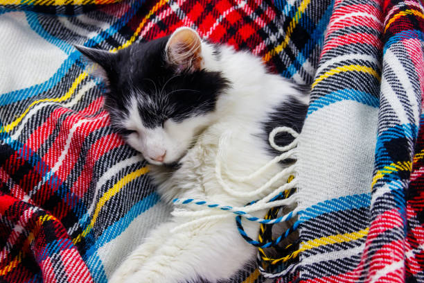 Cute lazy cat is lying on a checkered plaid